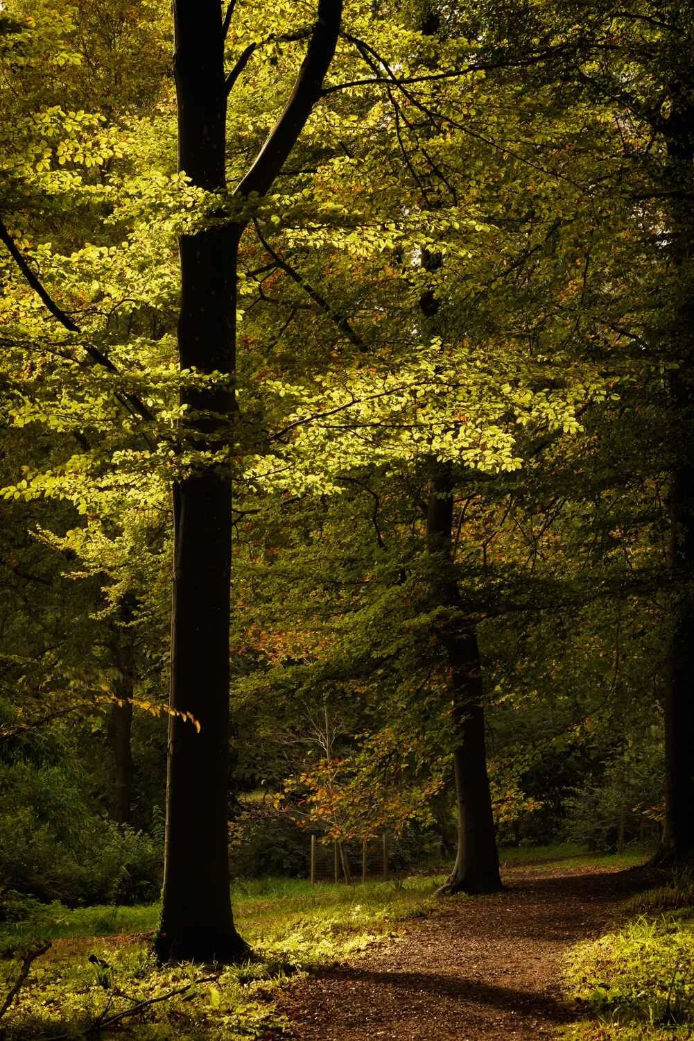The Secret of WOODLAND PHOTOGRAPHY- 1-Day Jan, Apr, Aug, Oct