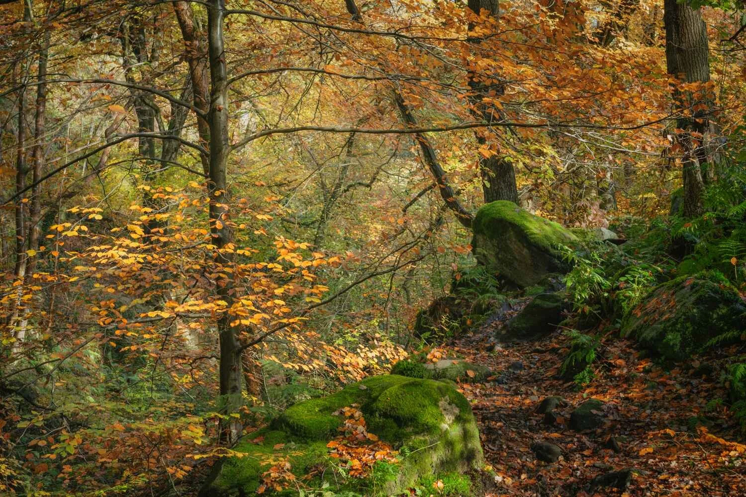 UK woodland photography guide