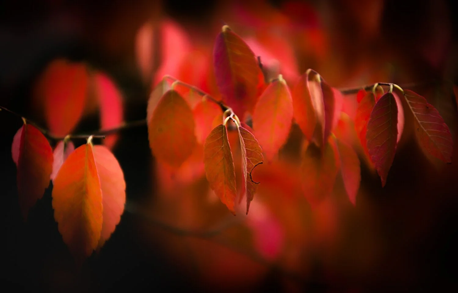 Autumn Arboretum & Garden Photography