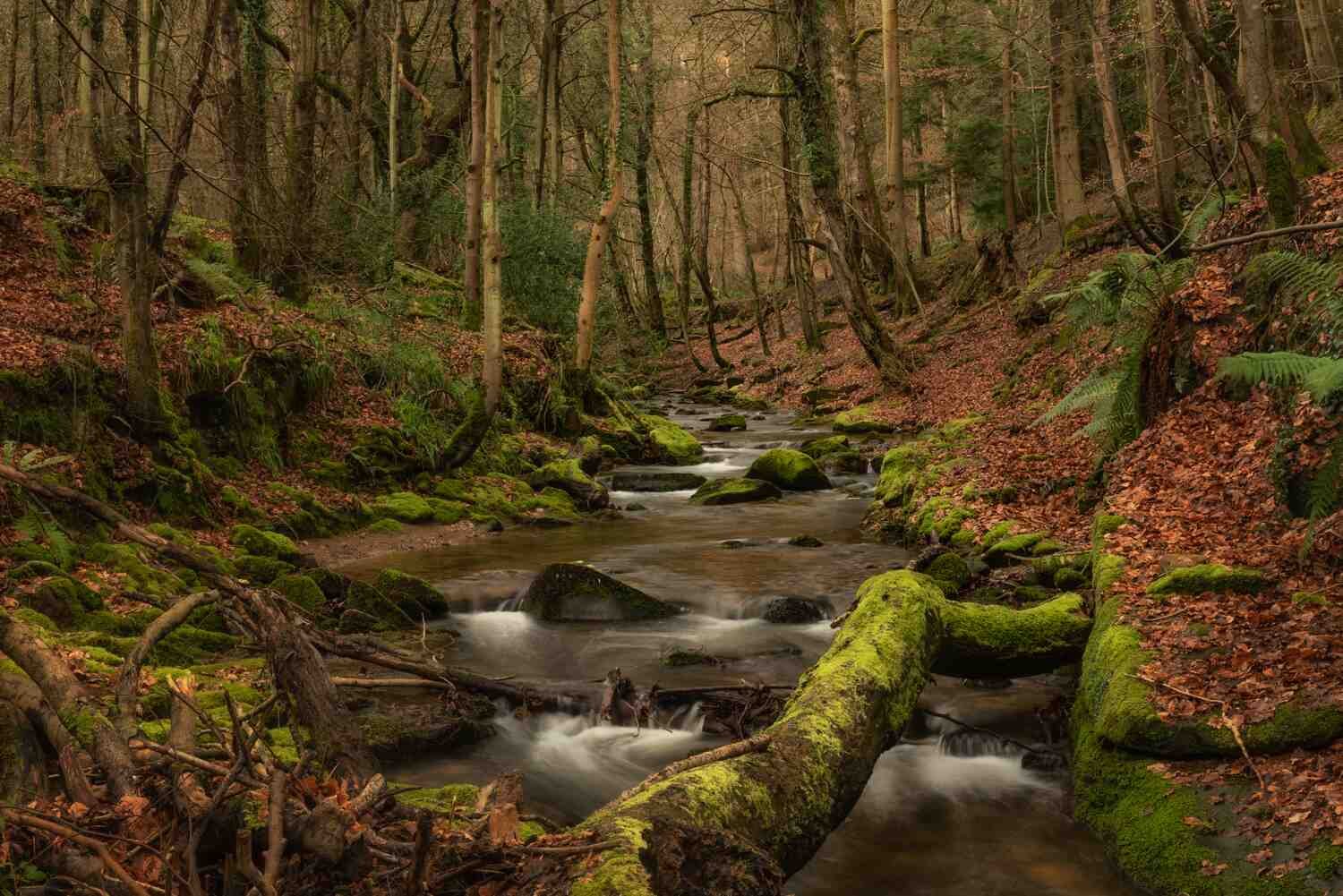 NANT MILL Woodlands and Waterfalls Photo Workshop 30 May