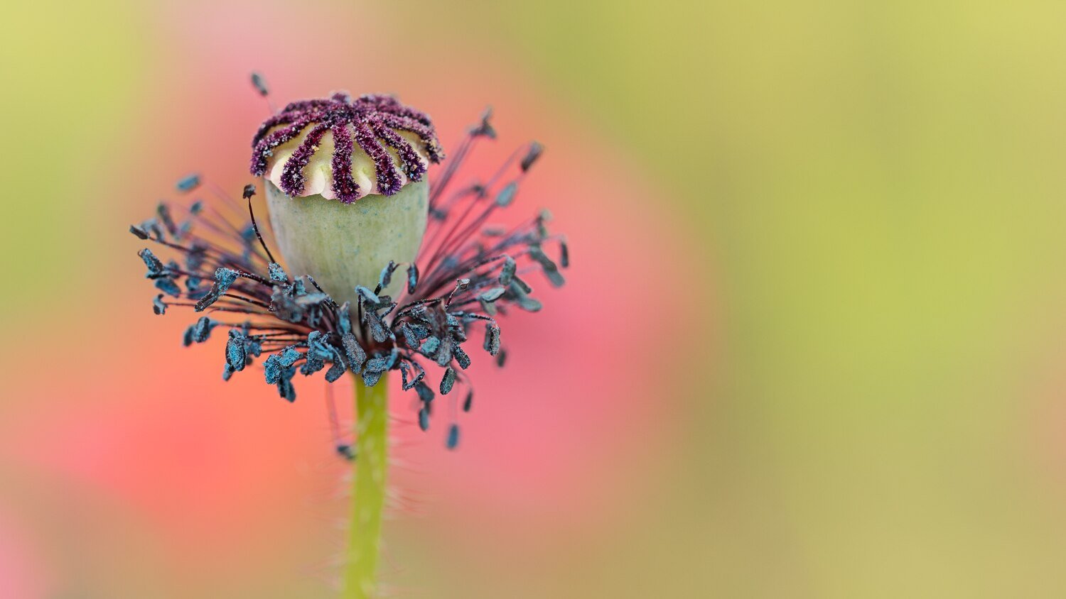 What is negative Space in Photography