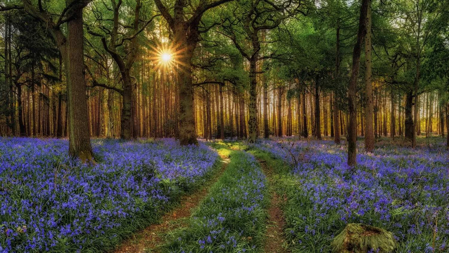 Bluebell Photography