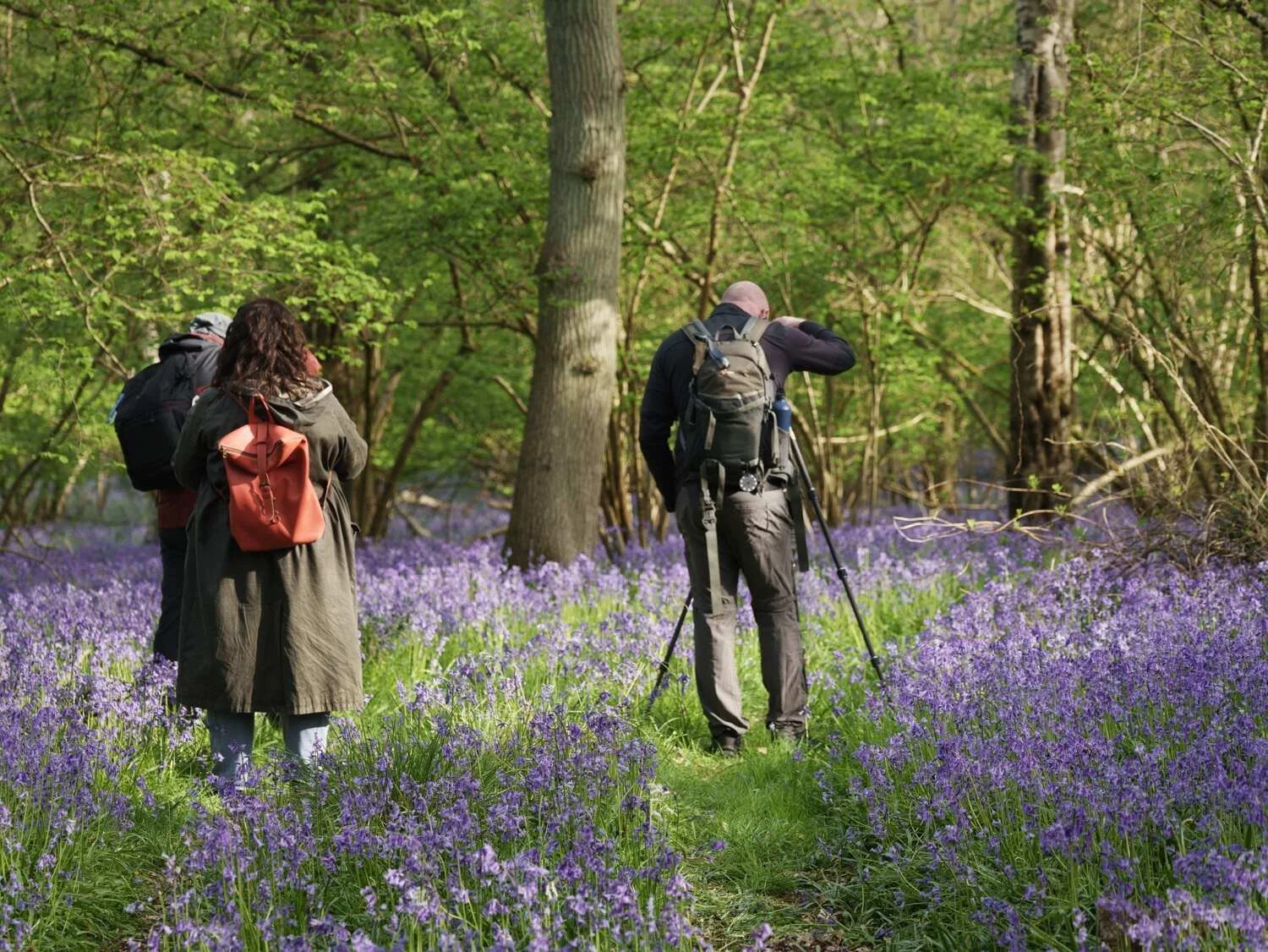 Bluebell Photography woodland workshop