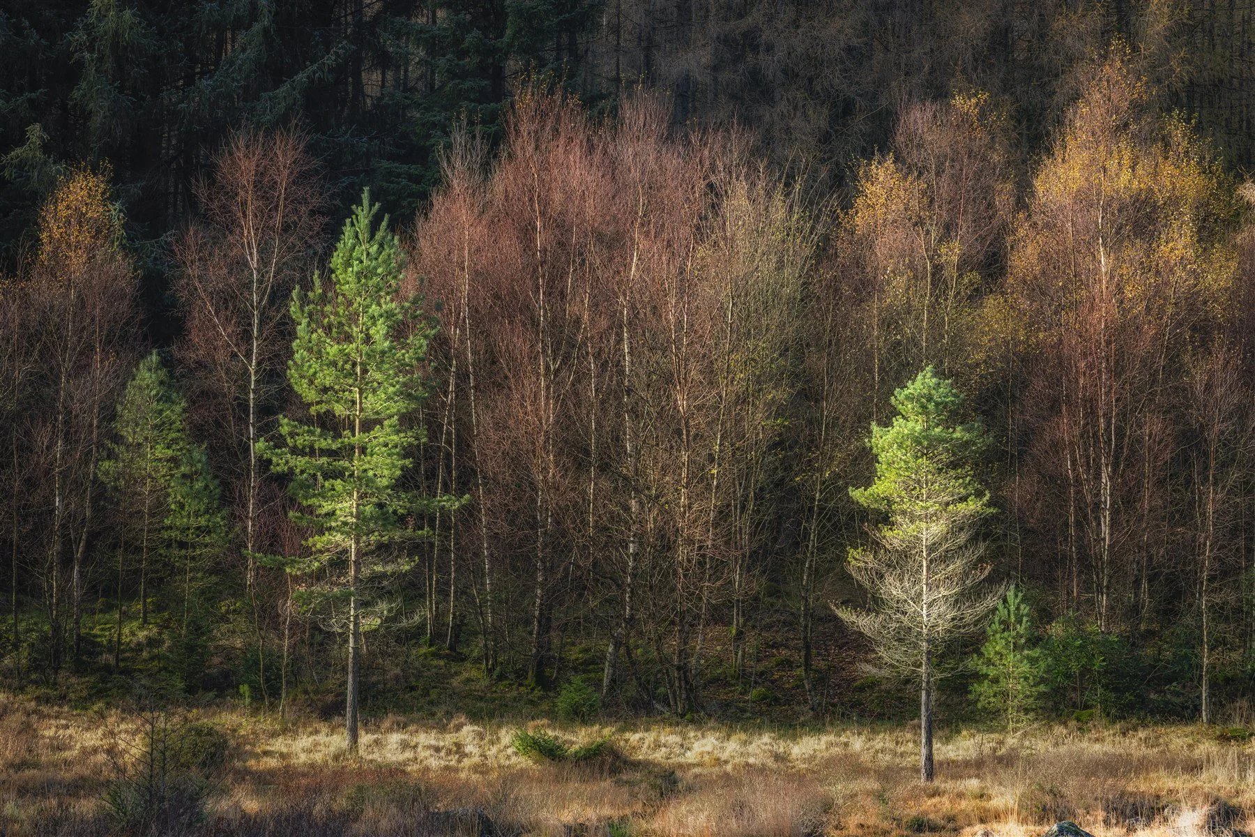 Blea Tarn woodland using unequal tree sizes, colour, light and spacing to create asymmetrical compositional balance