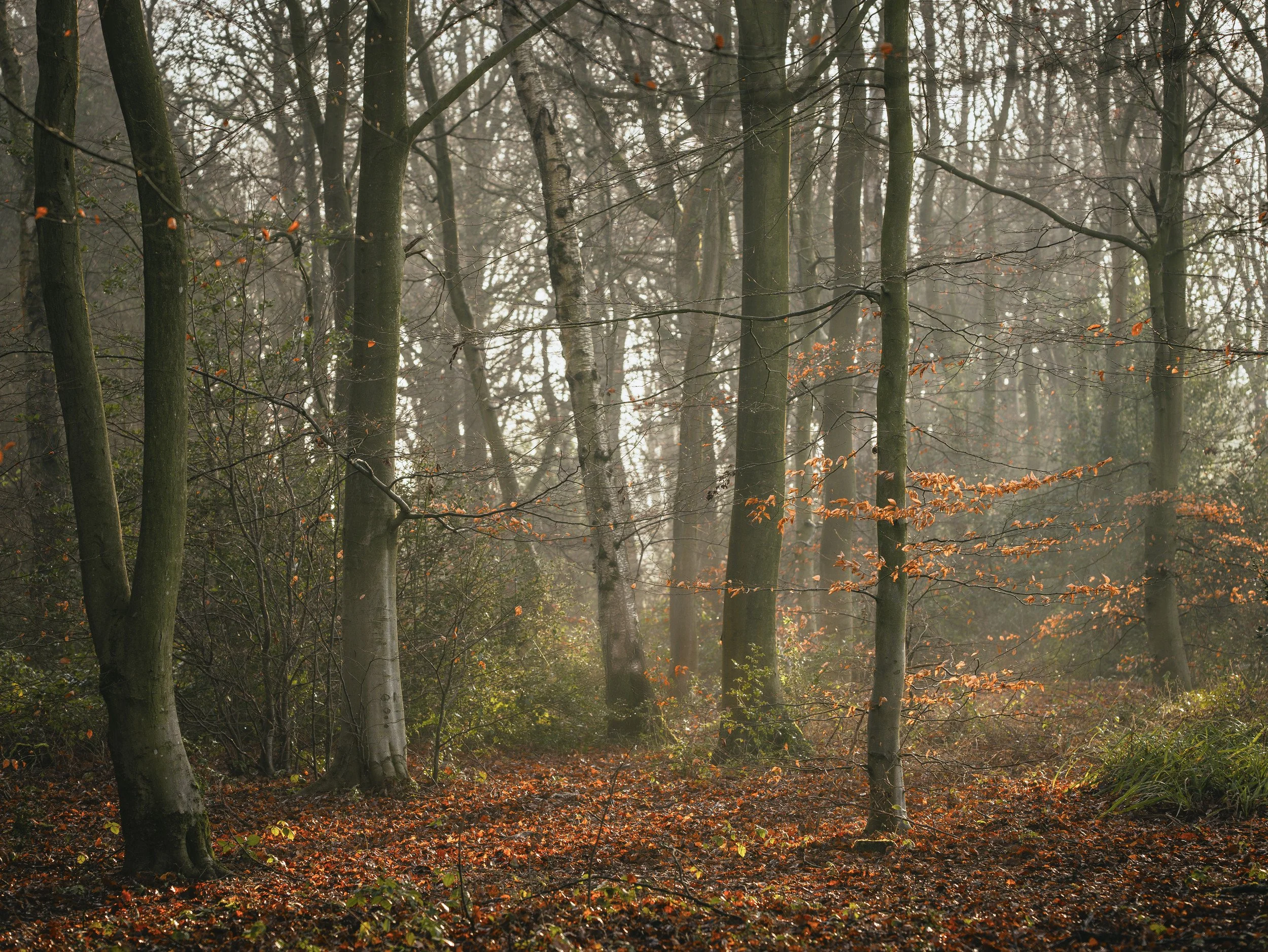 Wider woodland composition connecting orange leaves, tree trunks and a shaft of light