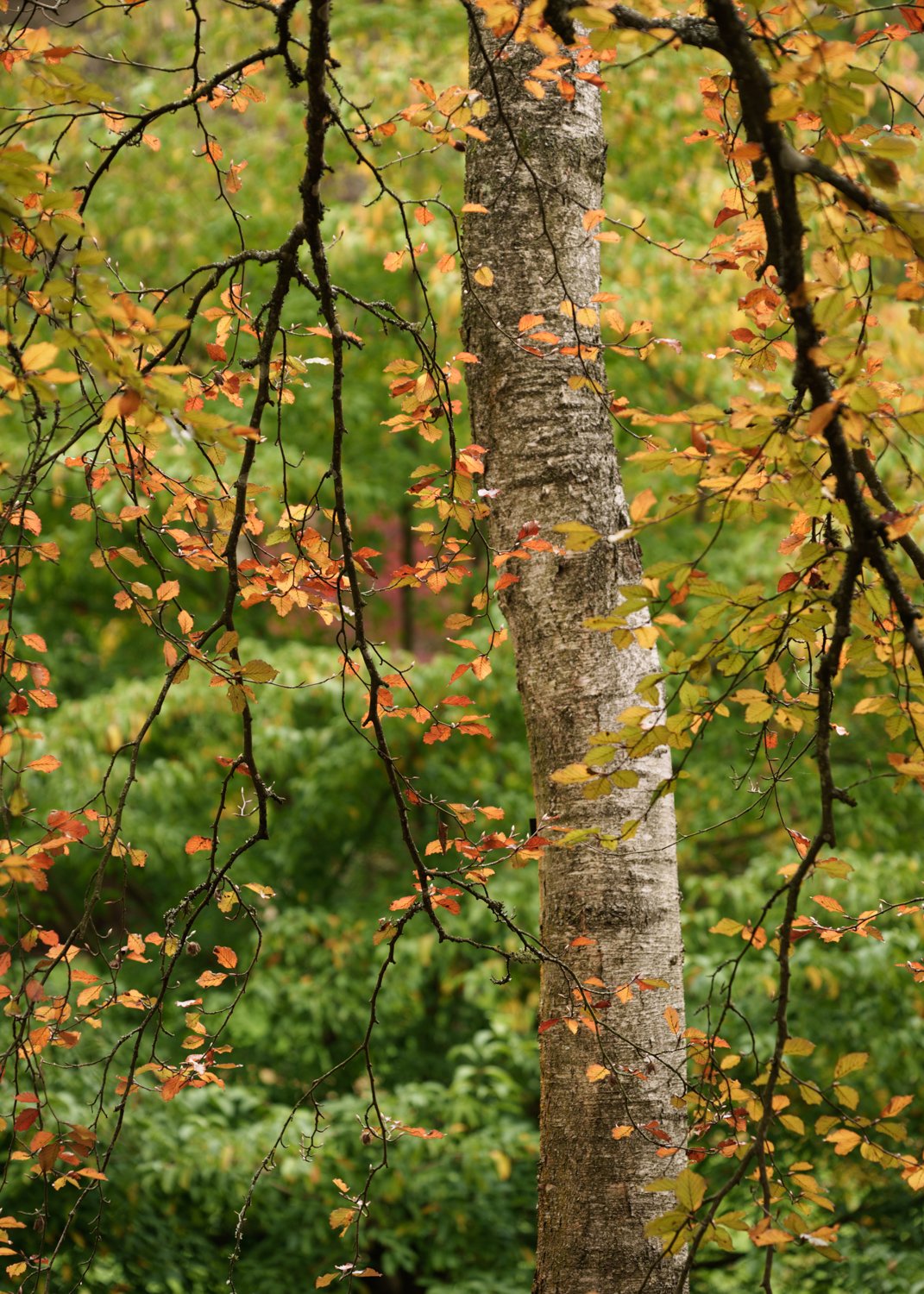 photographing autumn