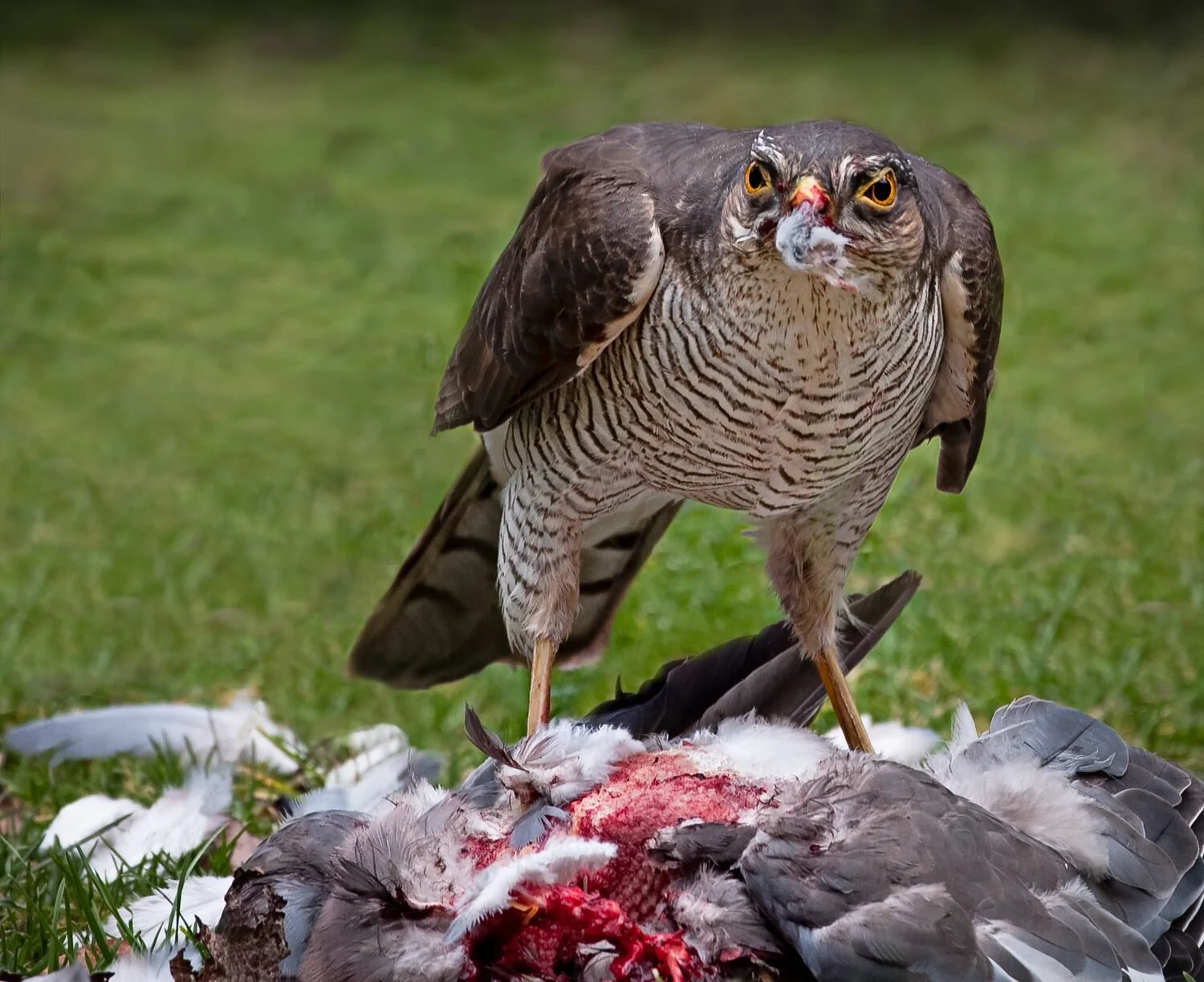 Bird Photography Guide for UK birders