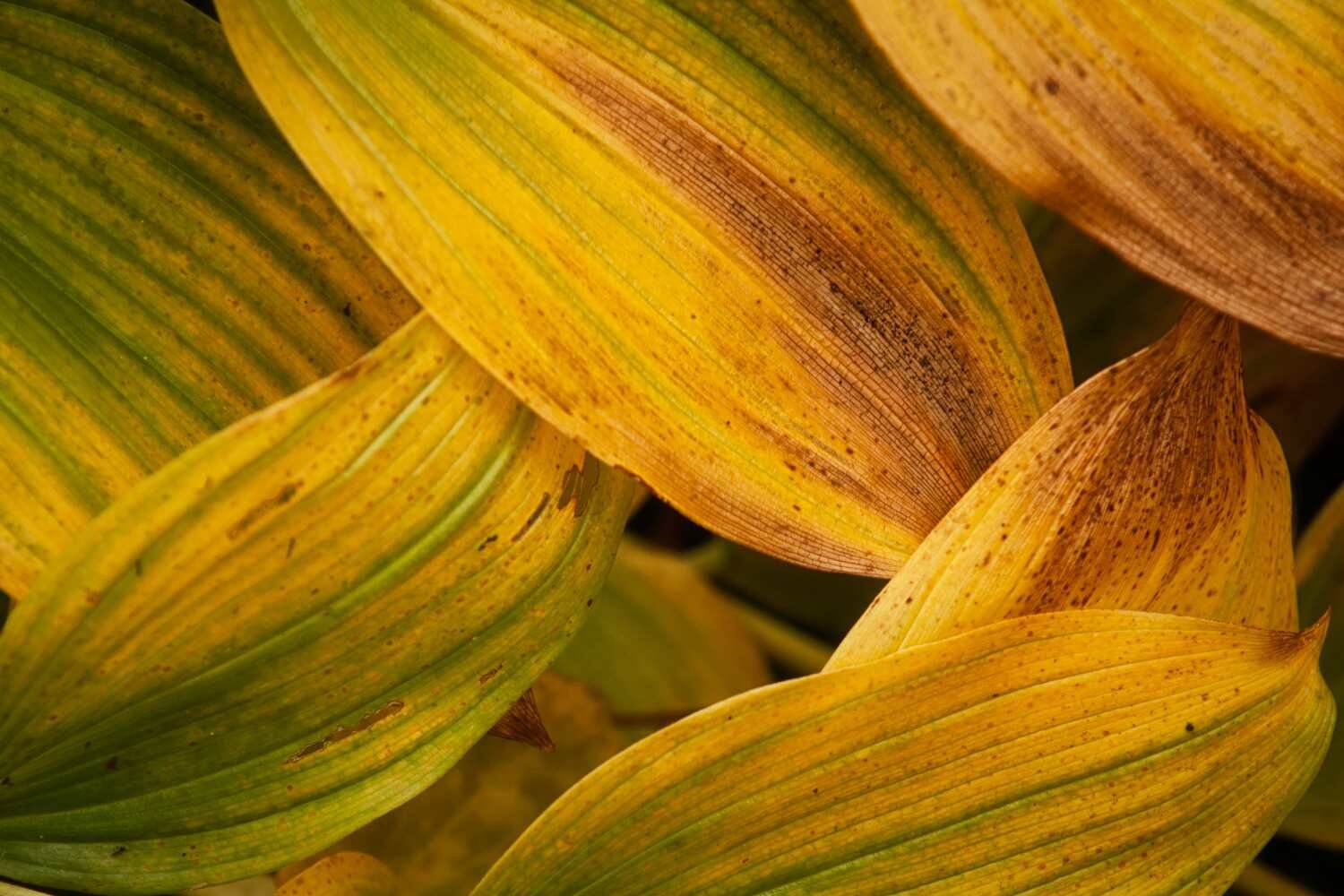 Hosta.jpg