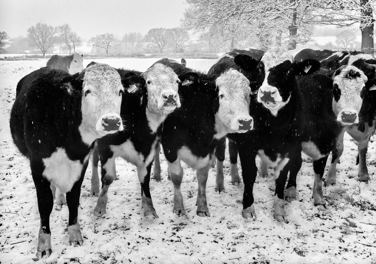 cows.jpg