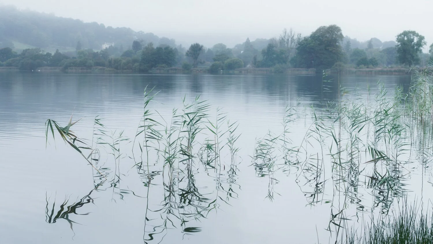 Reeds and their reflections in Grasmere with the misty shoreline behind