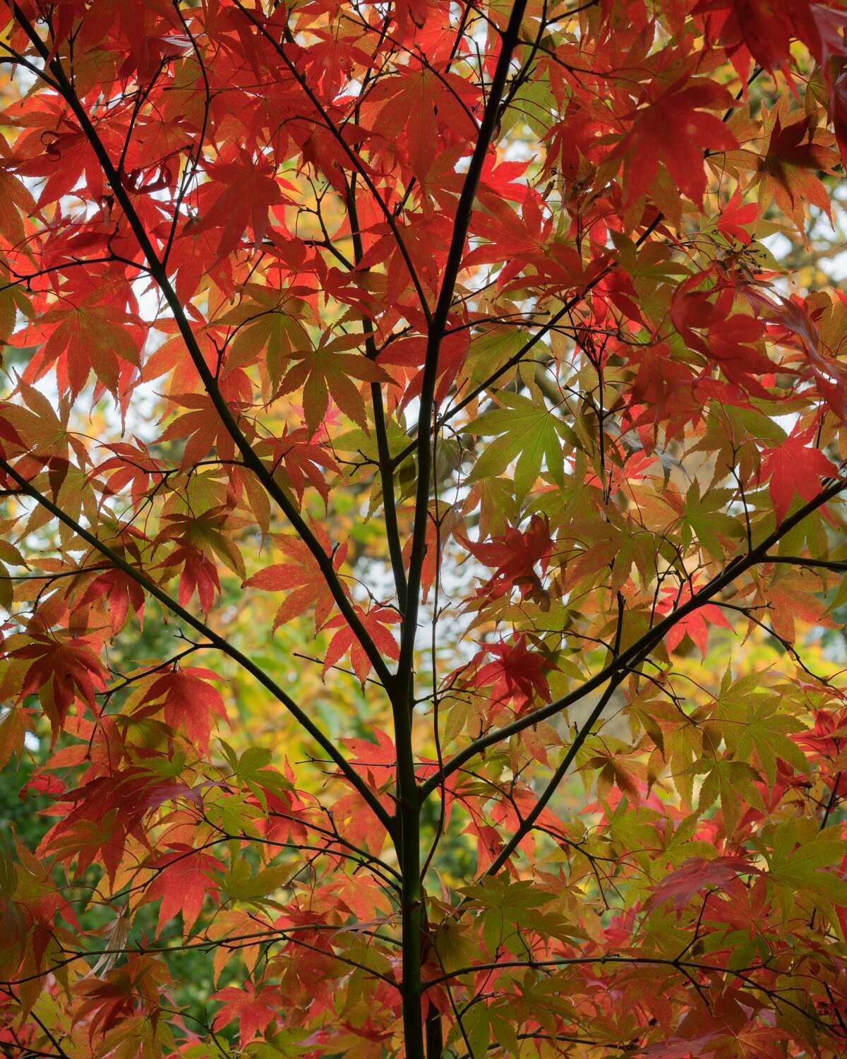 Autumn Arboretum & Garden Photography