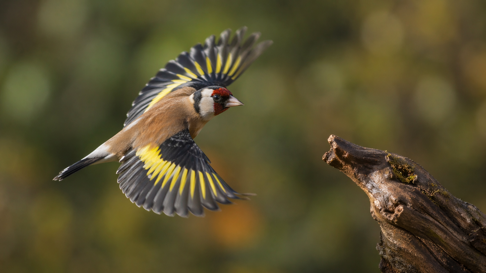 Bird Photography Guide