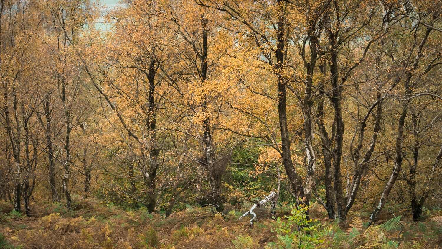 PEAK DISTRICT Photography Workshops - 1 Day Padley Gorge