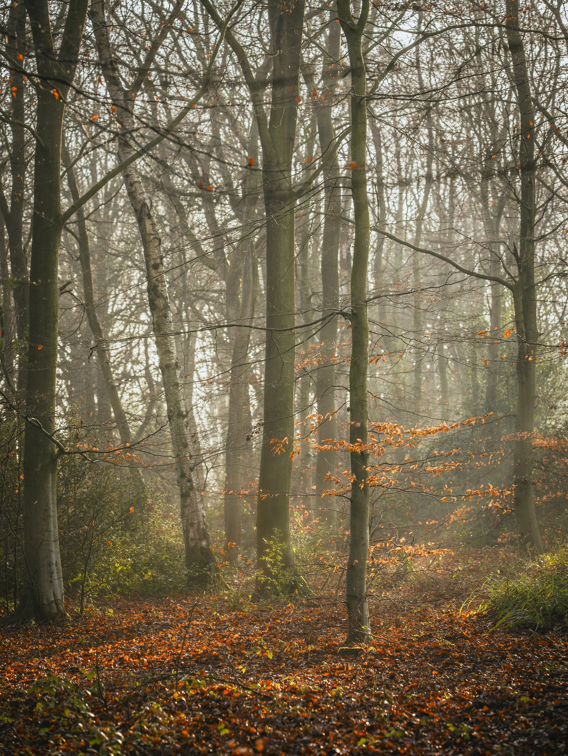 Portrait woodland composition with orange leaves as a small accent within mist, trunks and a shaft of light