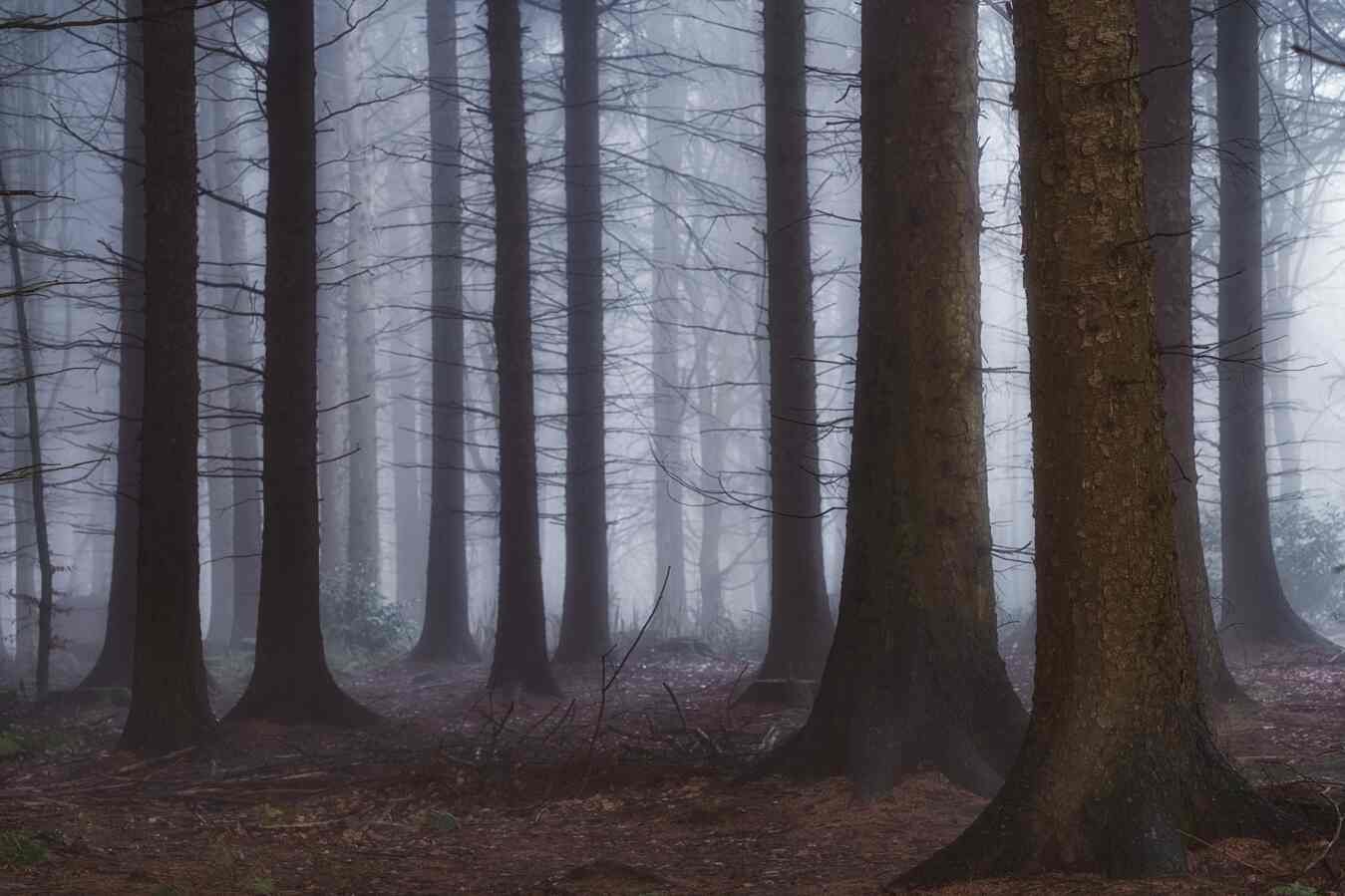 How to Improve your Woodland Photography | Woodland Pictures