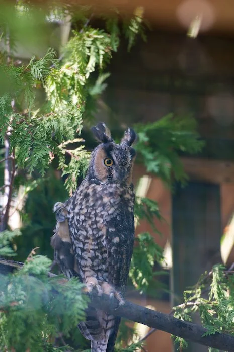 Stacy described the Short Eared Owls as being much more laid back, and the Long-Eared as “always in a state of having a heart-attack”.
