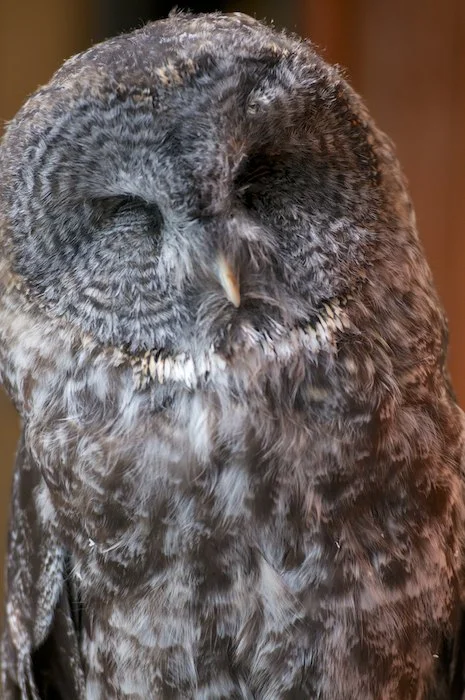 OwlFoundationBigBird2.jpg