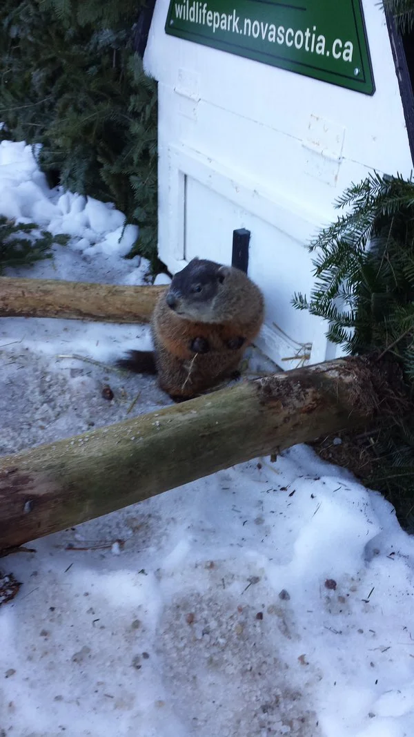 Happy Groundhog Day 2016!