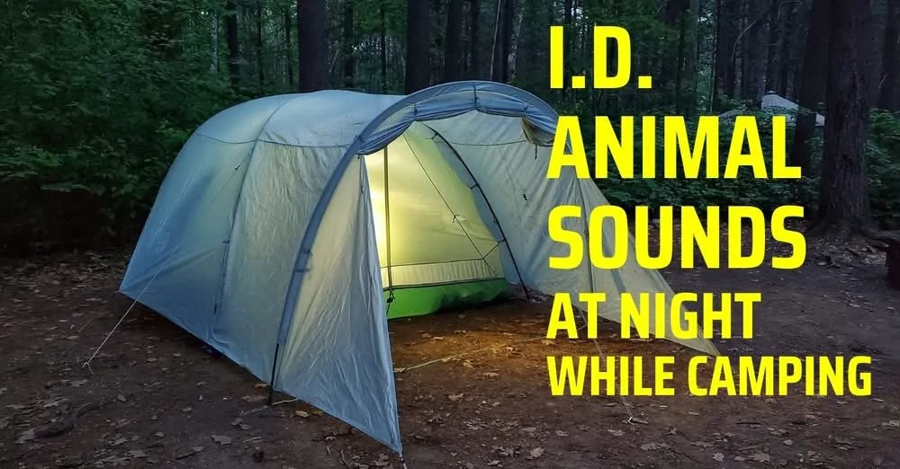 Kevin Callan: How To ID Animal Sounds At Night While Camping
