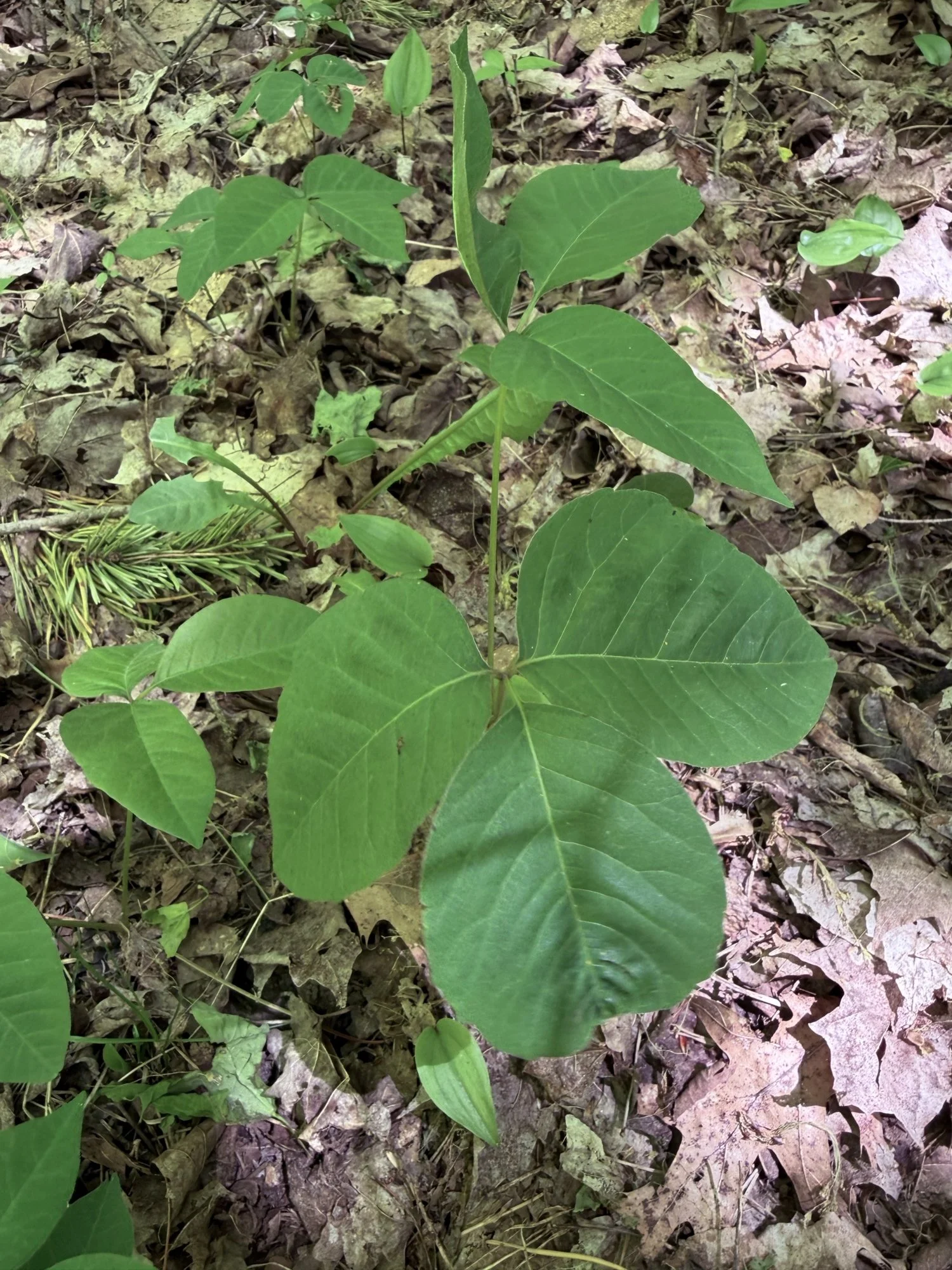 How To Identify Poison Ivy Right From Your iPhone