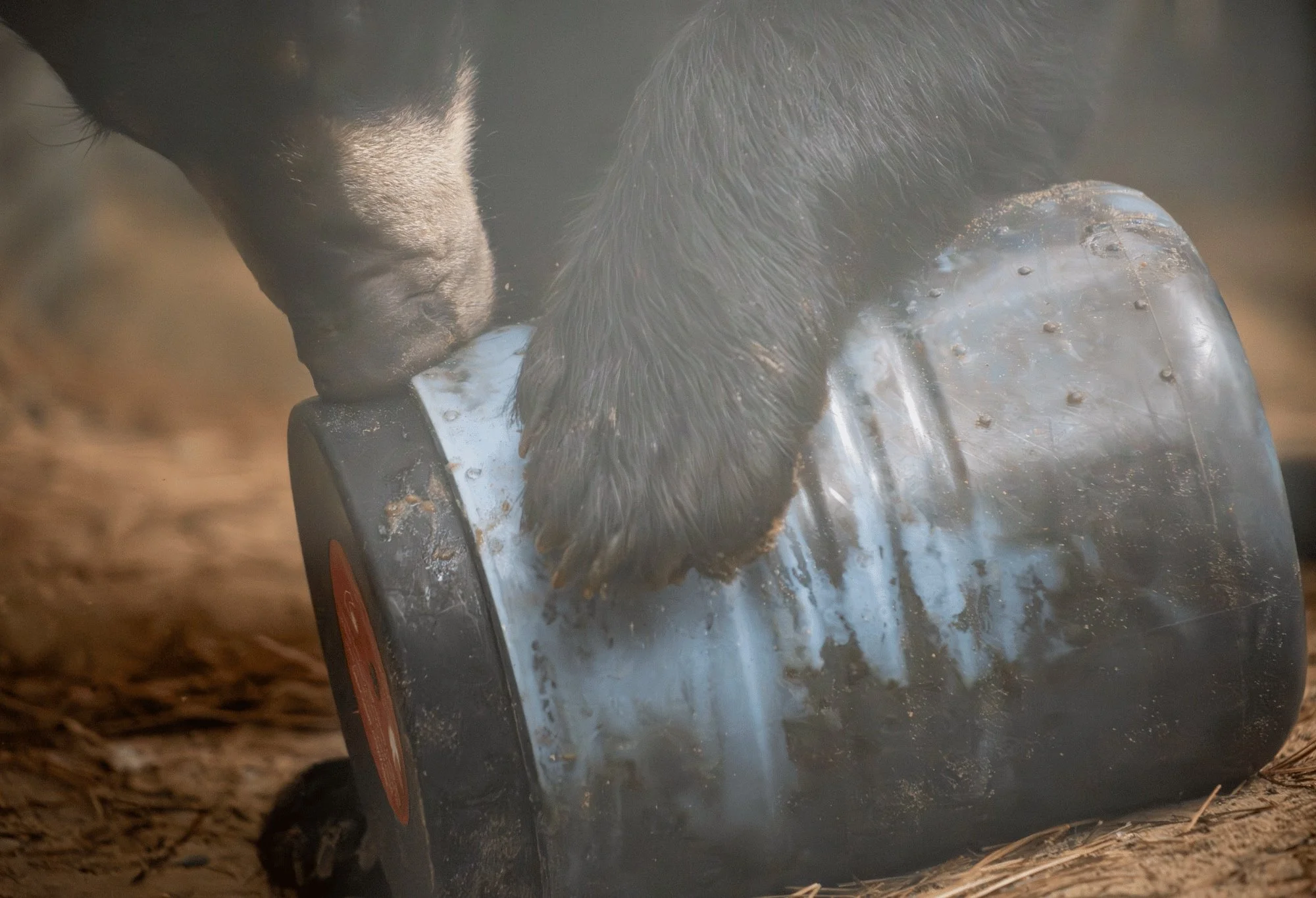 Entire BearVault Canister Collection Gains WMI Certifications