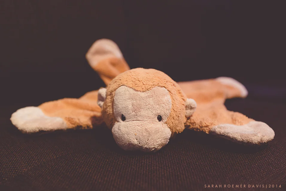 Monkey's portrait