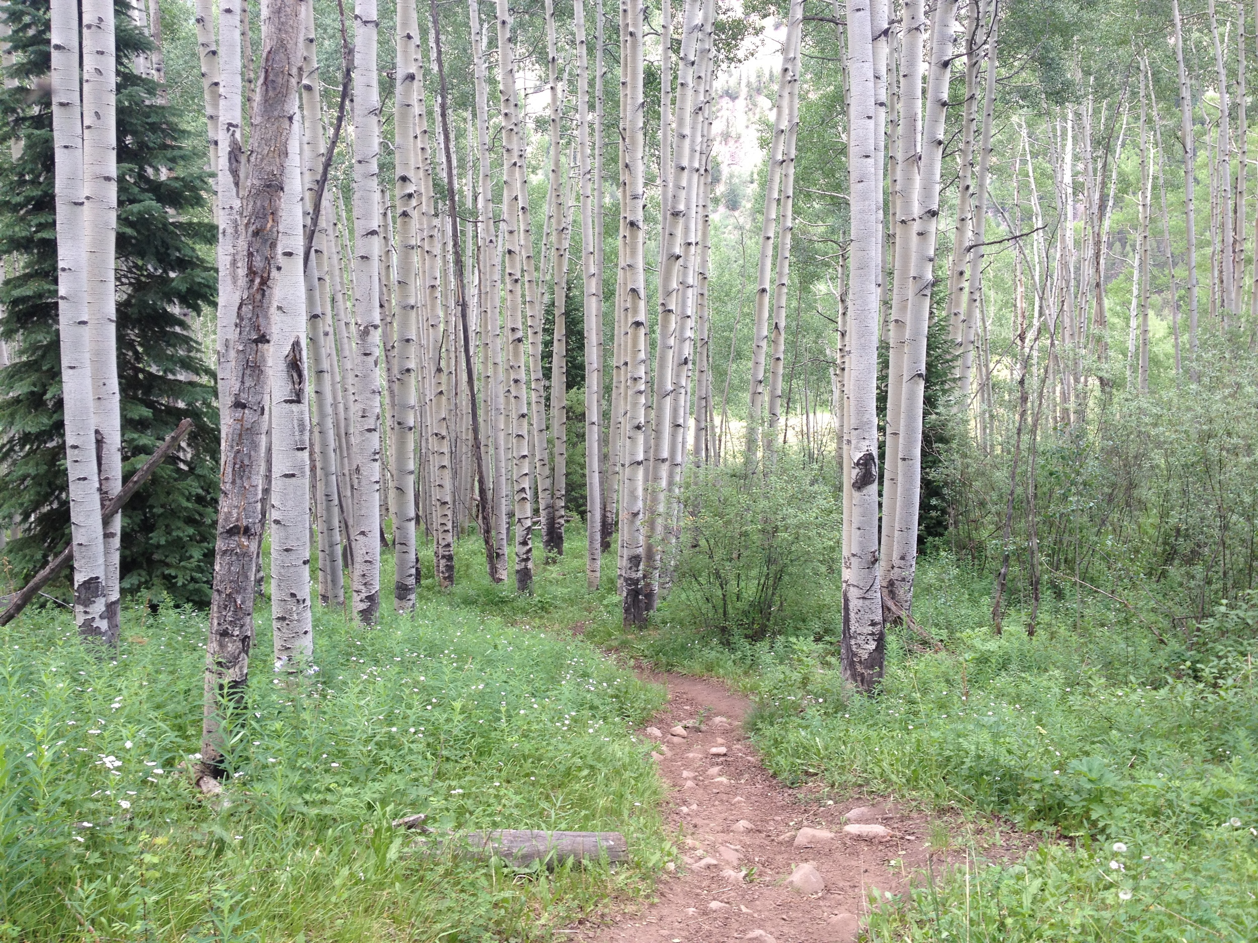 Aspen Colorado