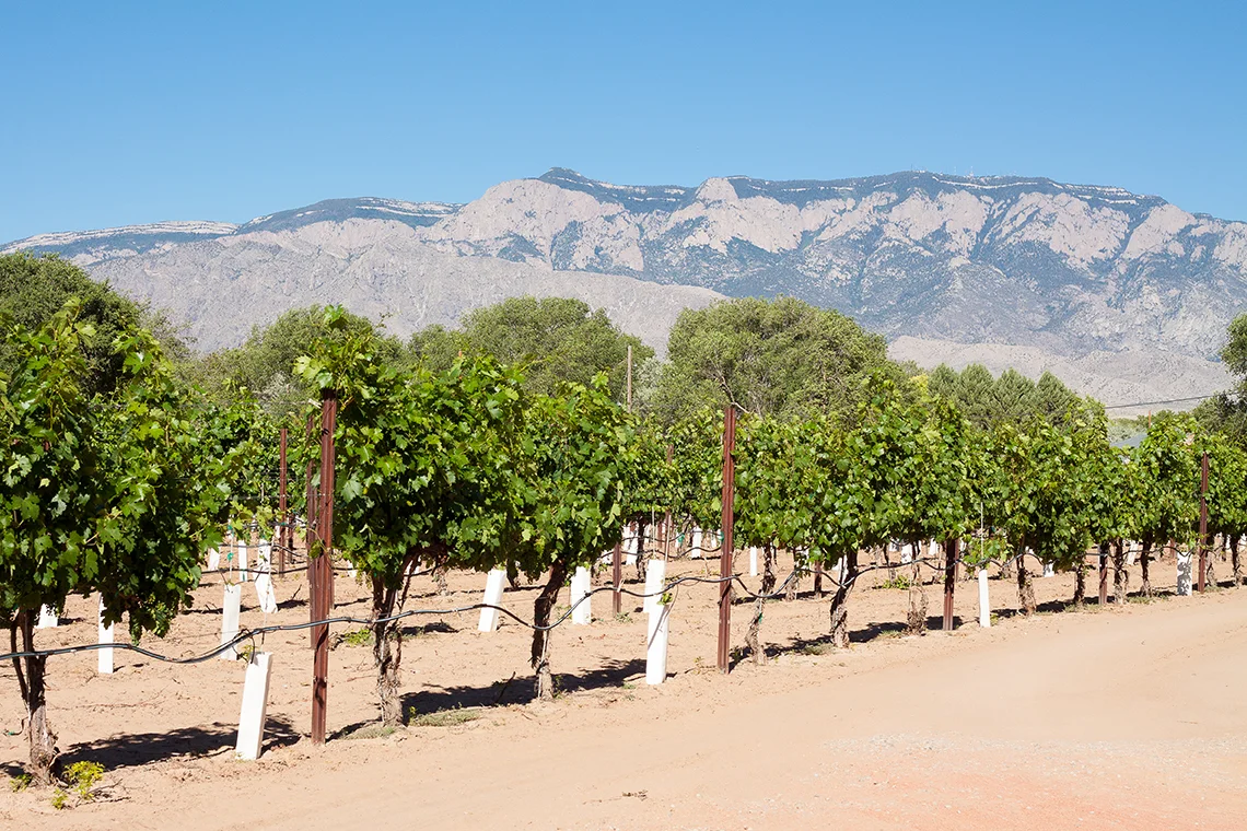 Milagro Vineyards in Corrales, New Mexico - Photo by Stephanie Camerion 