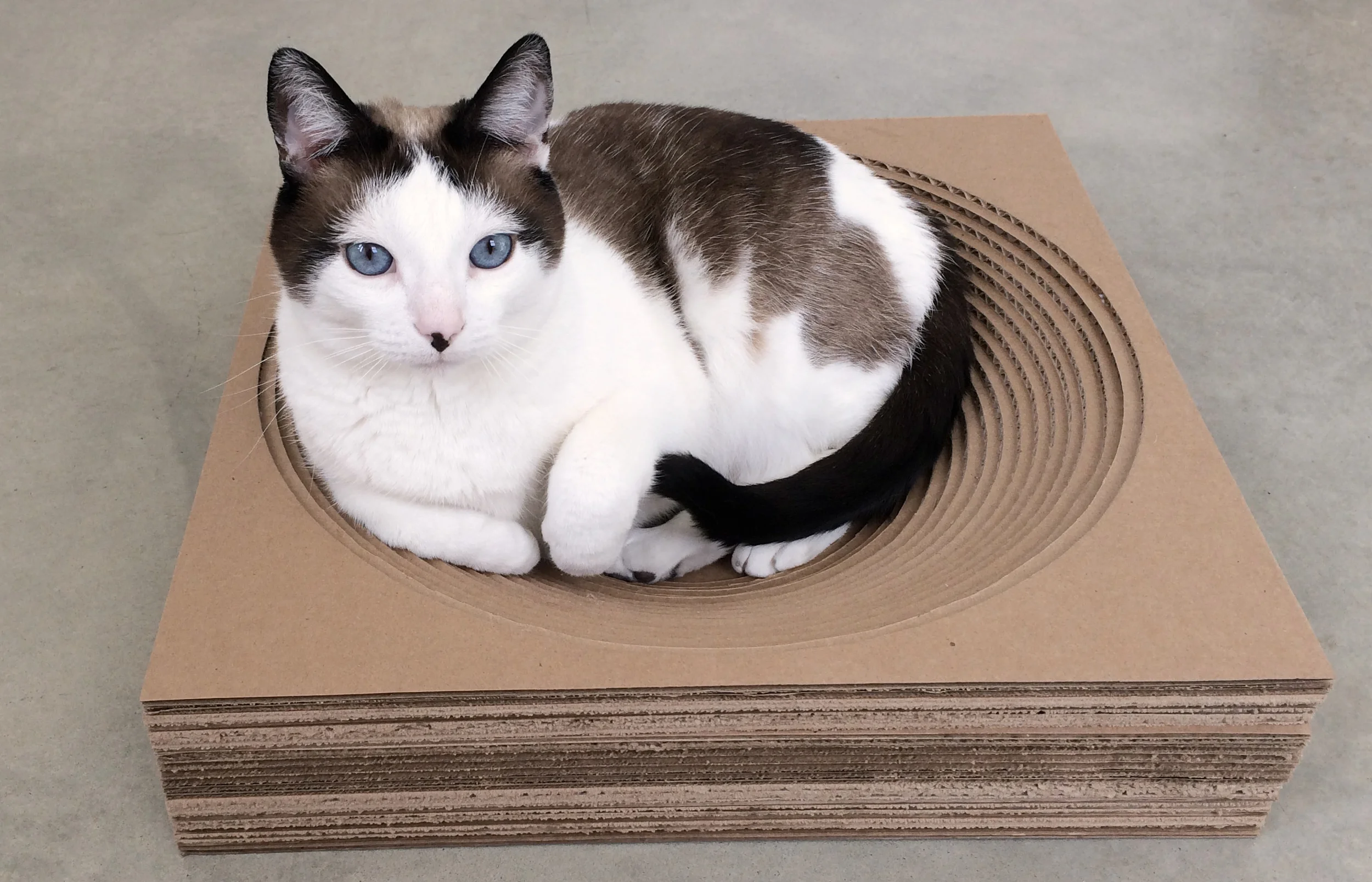 Pet Projects Cat Scratcher Beds — P3 Designwork