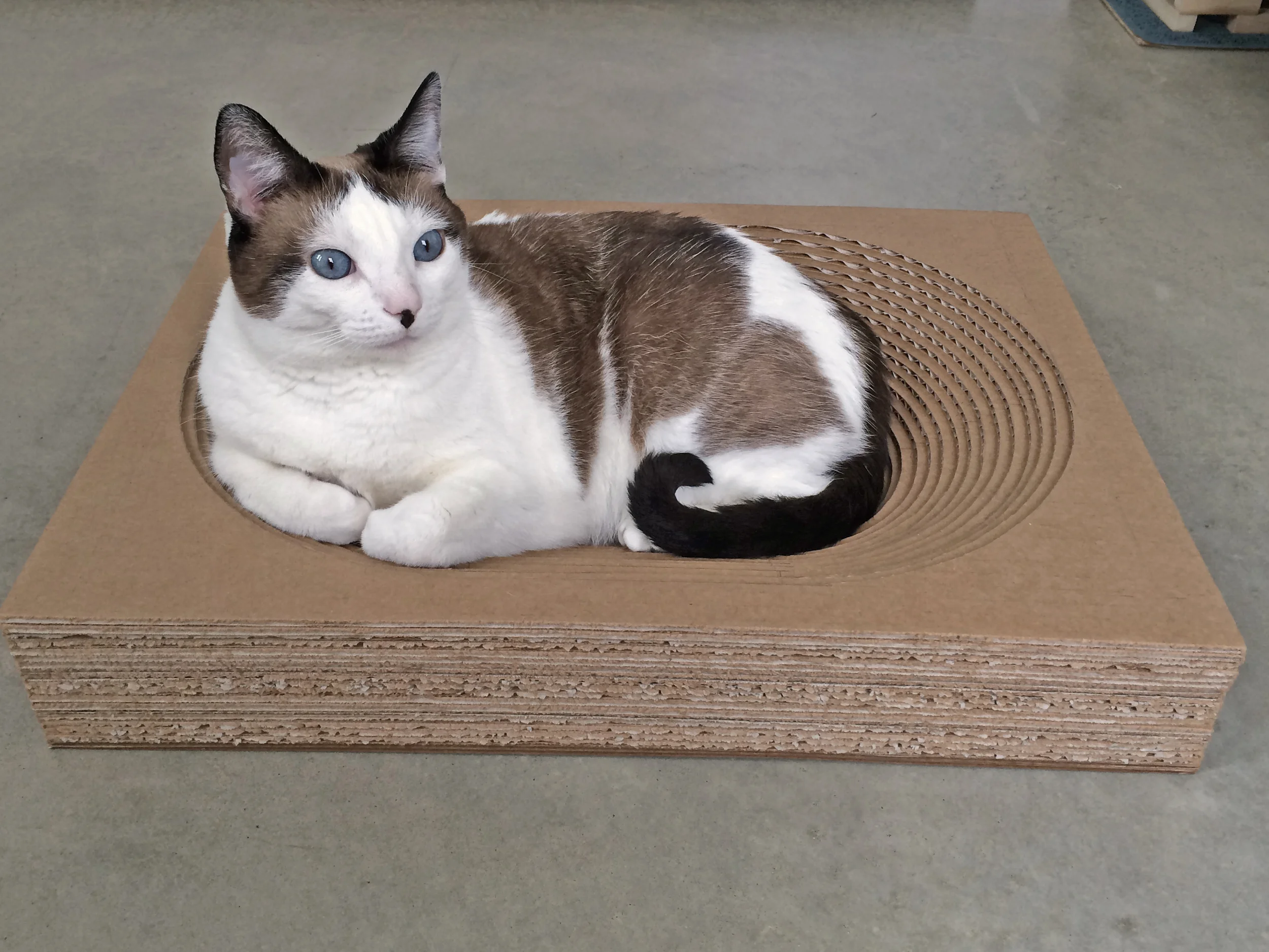 Pet Projects Cat Scratcher Beds — P3 Designwork