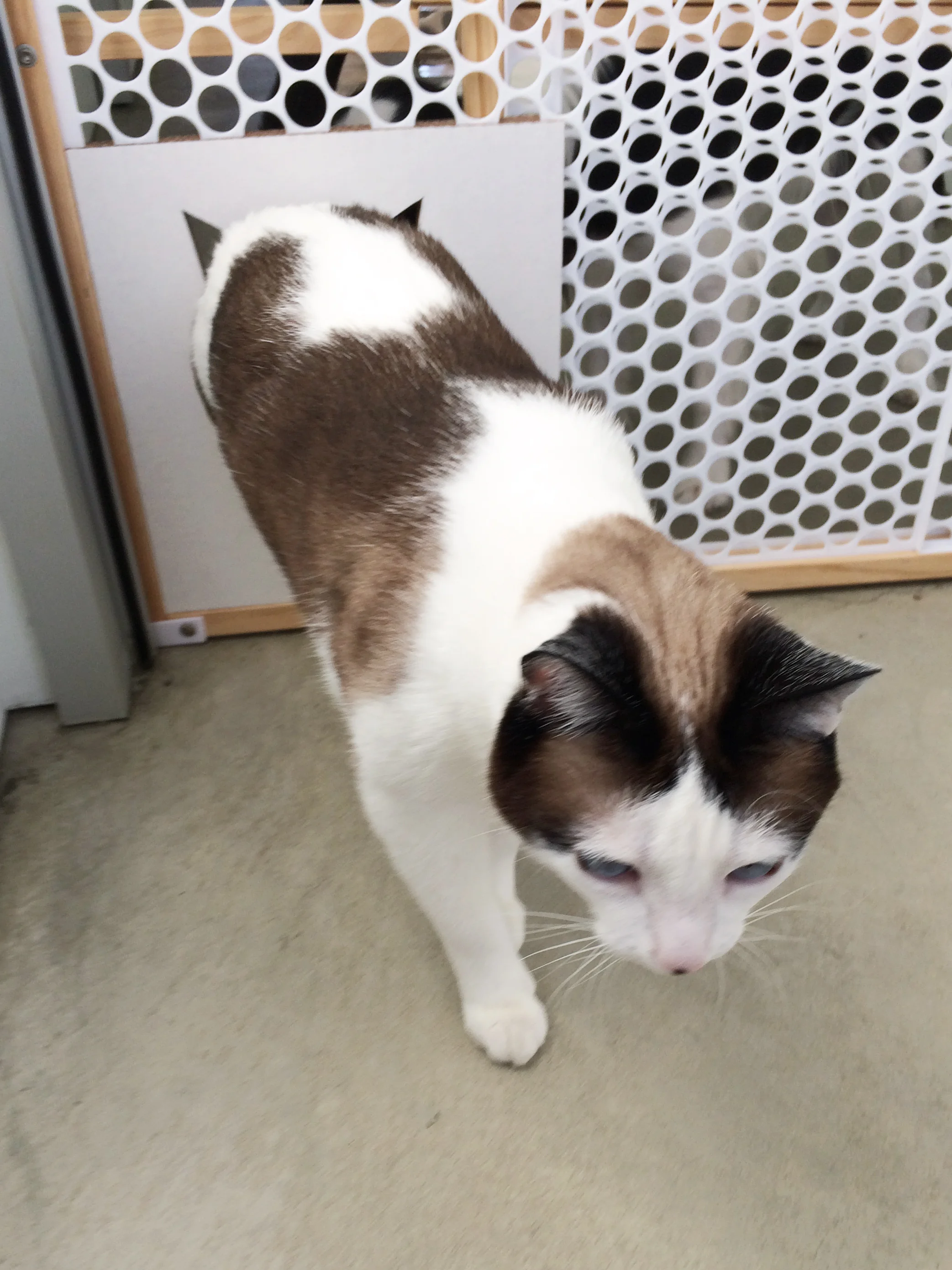 Pet Projects Cat Gate and Litter Box Screen — P3 Designwork