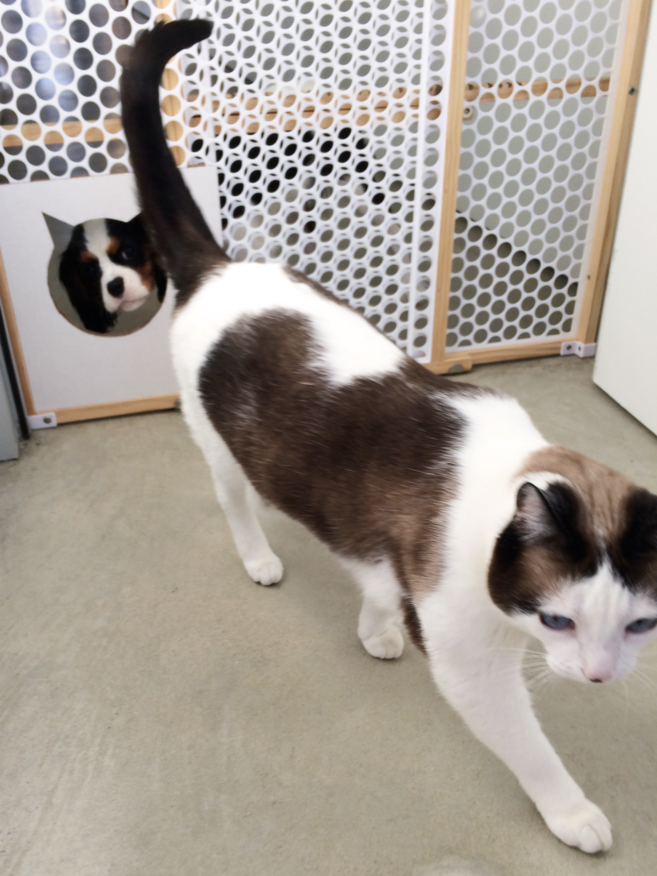 Pet Projects Cat Gate and Litter Box Screen — P3 Designwork