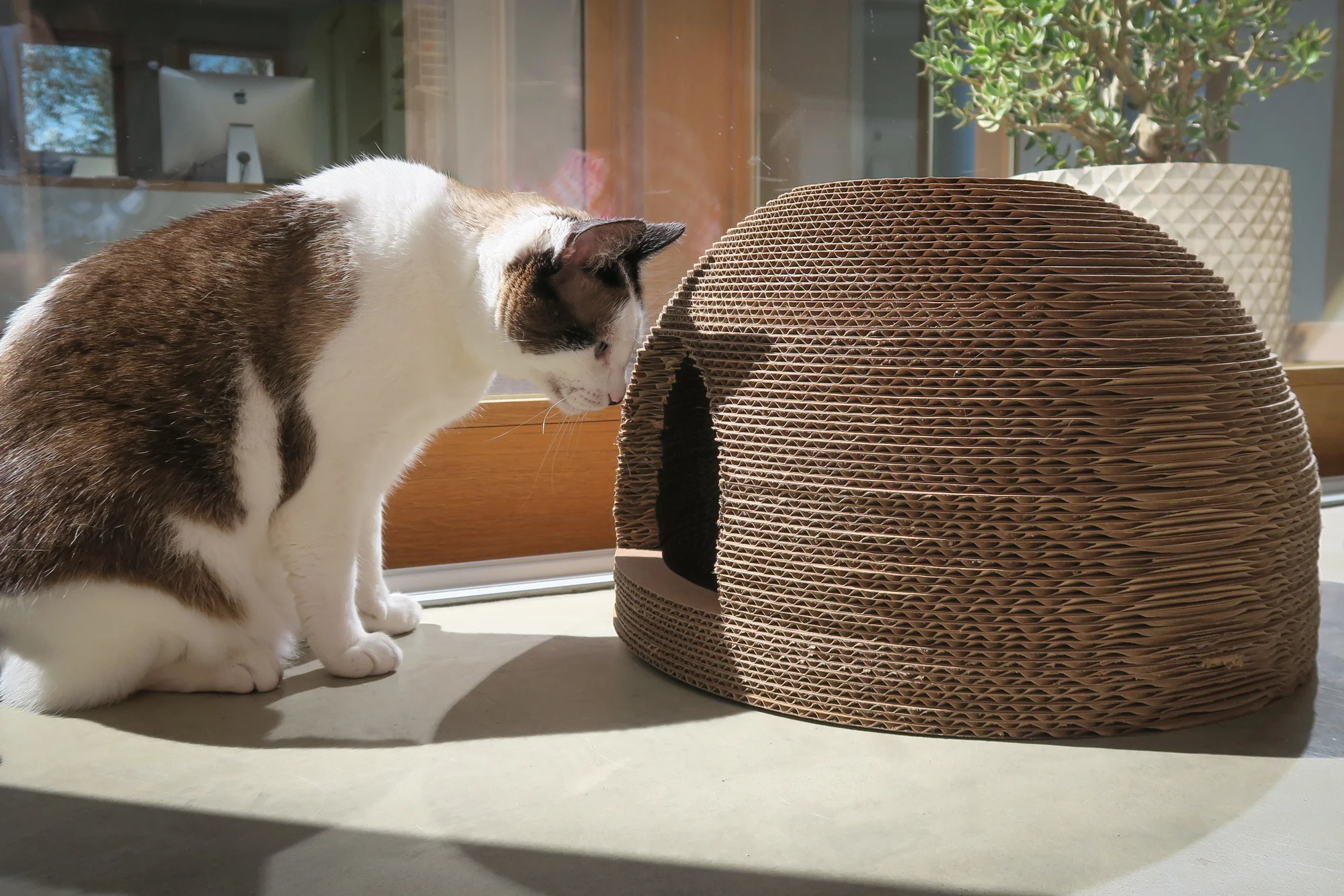 Pet Projects Cat Scratcher Bed / House — P3 Designwork