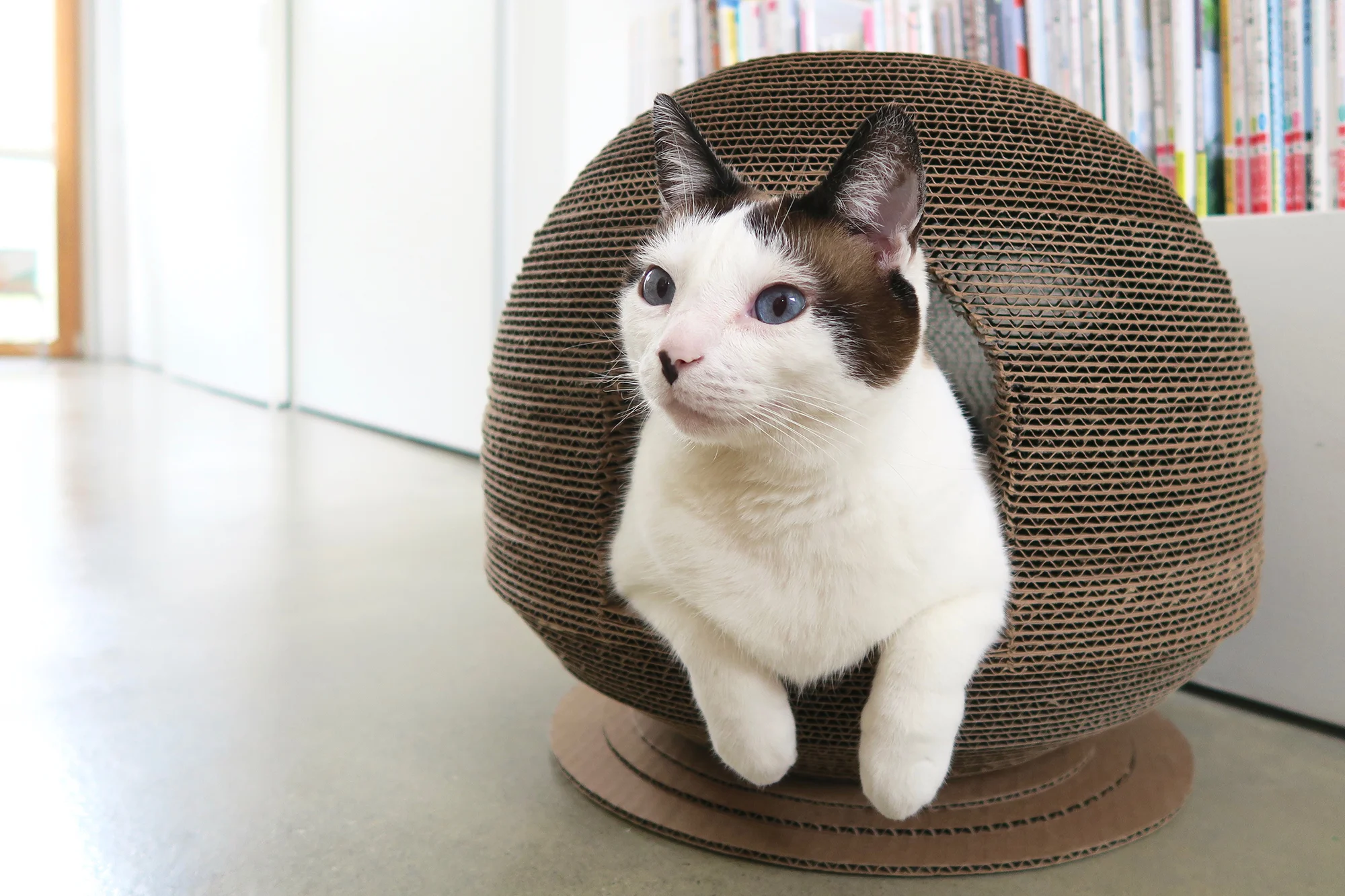Pet Projects Cat Scratcher Bed / House — P3 Designwork