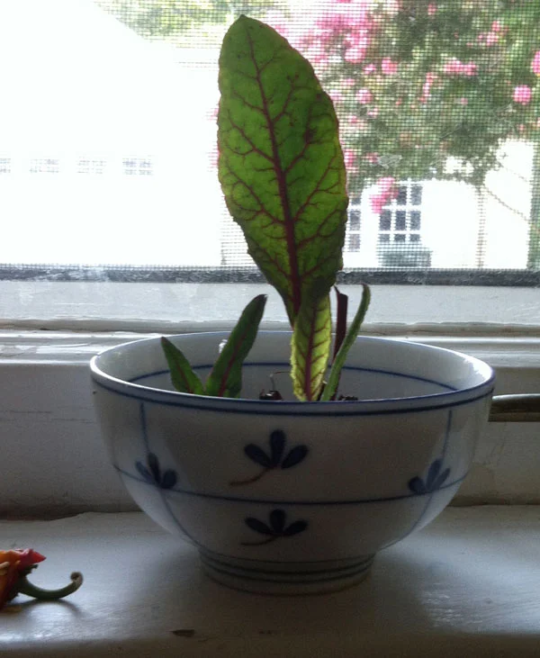 beetgreens.jpg