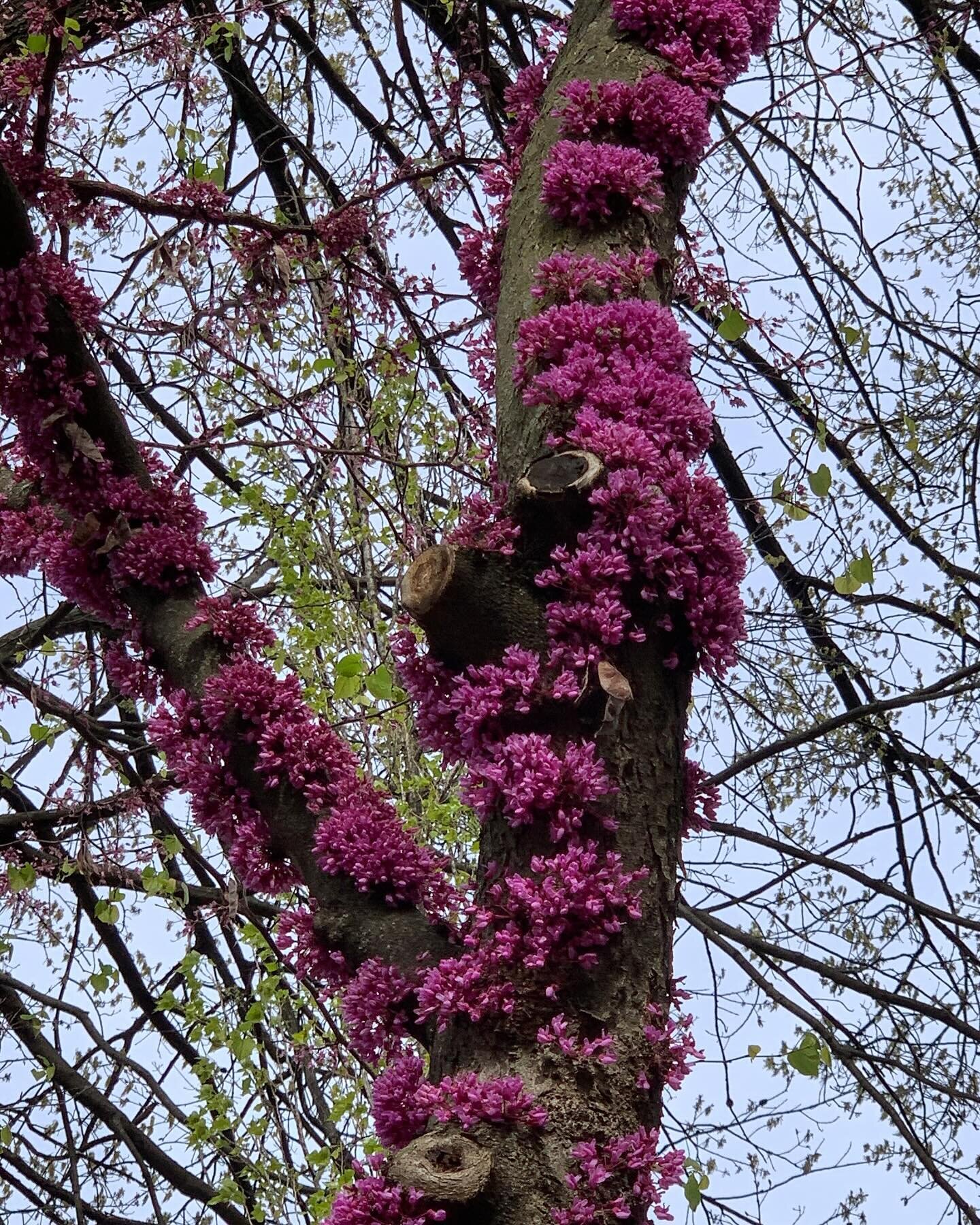 Spectacular redbud trees this year.