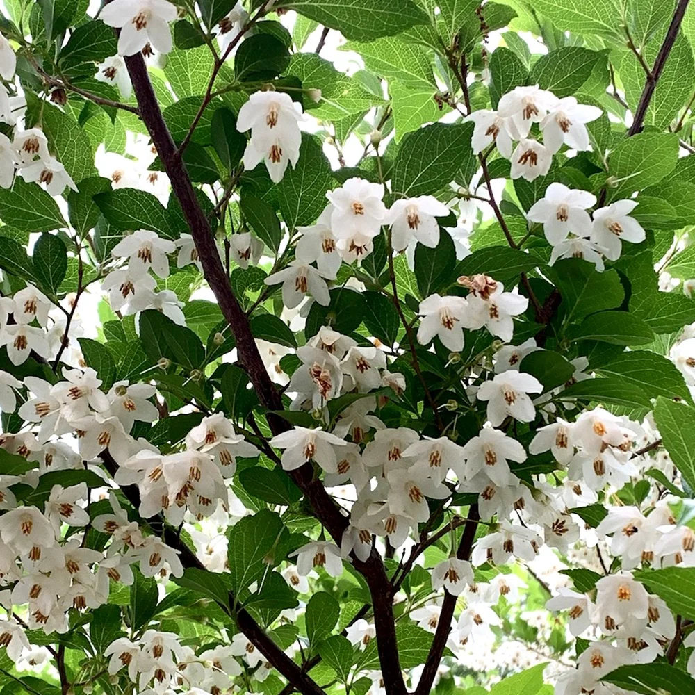 Spring_details - 1 (1).jpeg