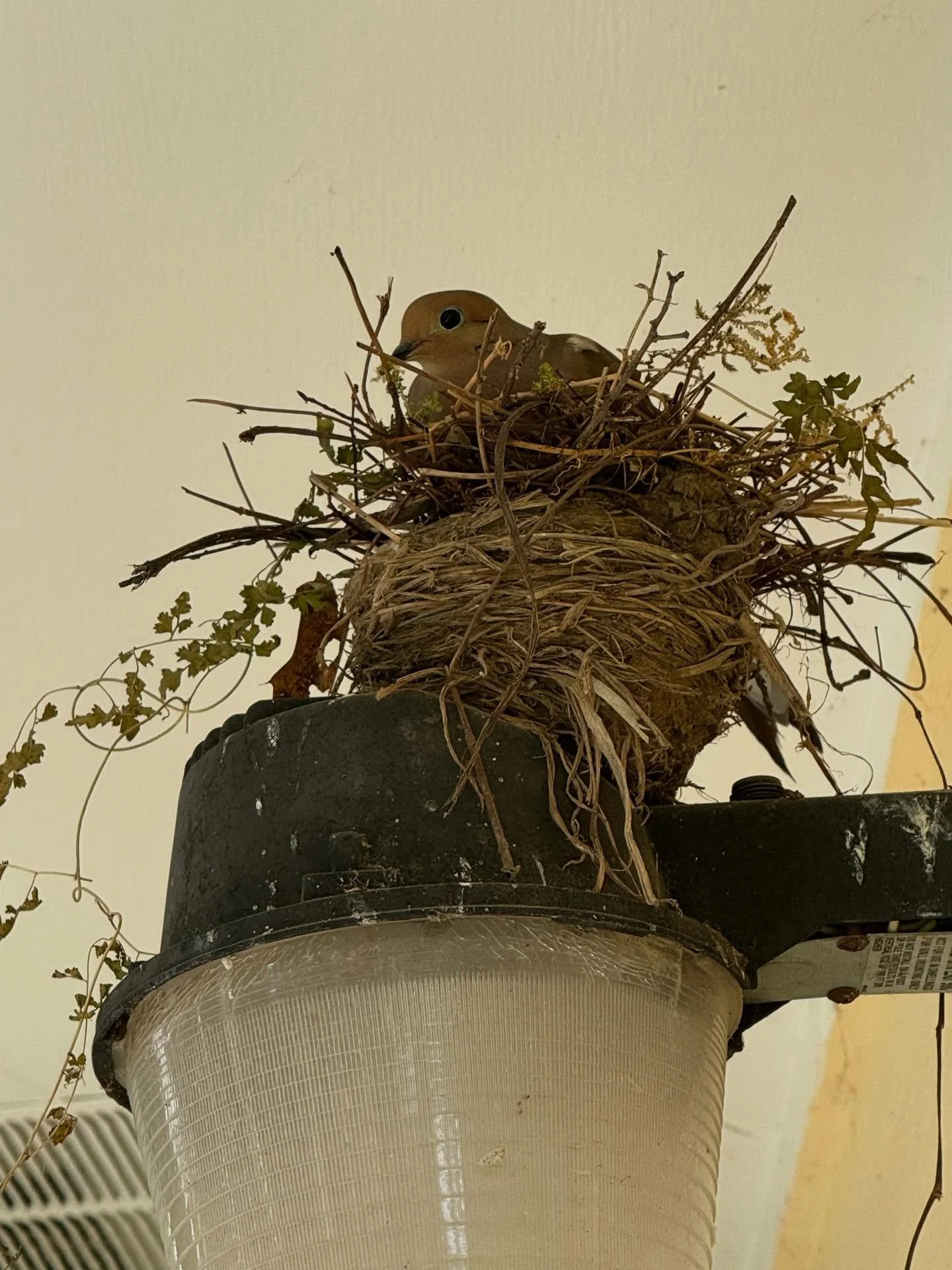 I see you see me. #dovestalking on a hot July day. #birdsnest