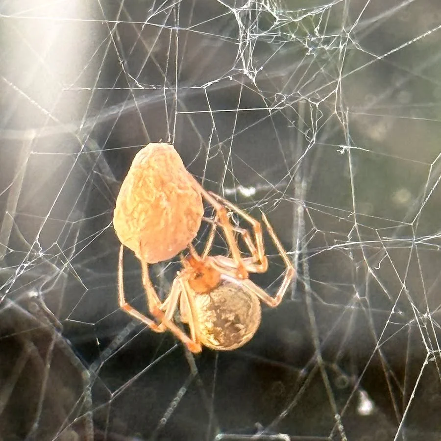 I have a new post on my online journal page. Seems appropriate to focus on webs. Link in my bio.