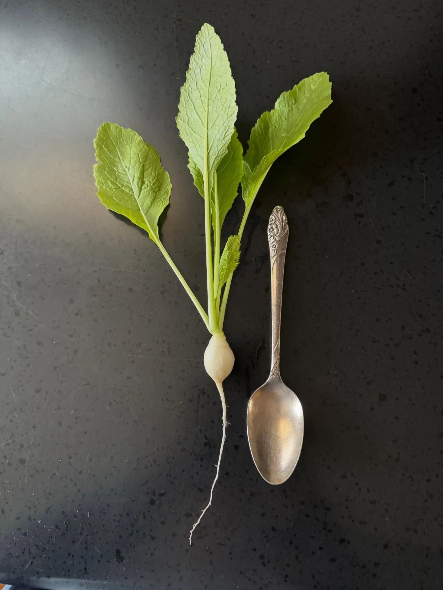 Baby turnip on a beautiful day in Memphis.