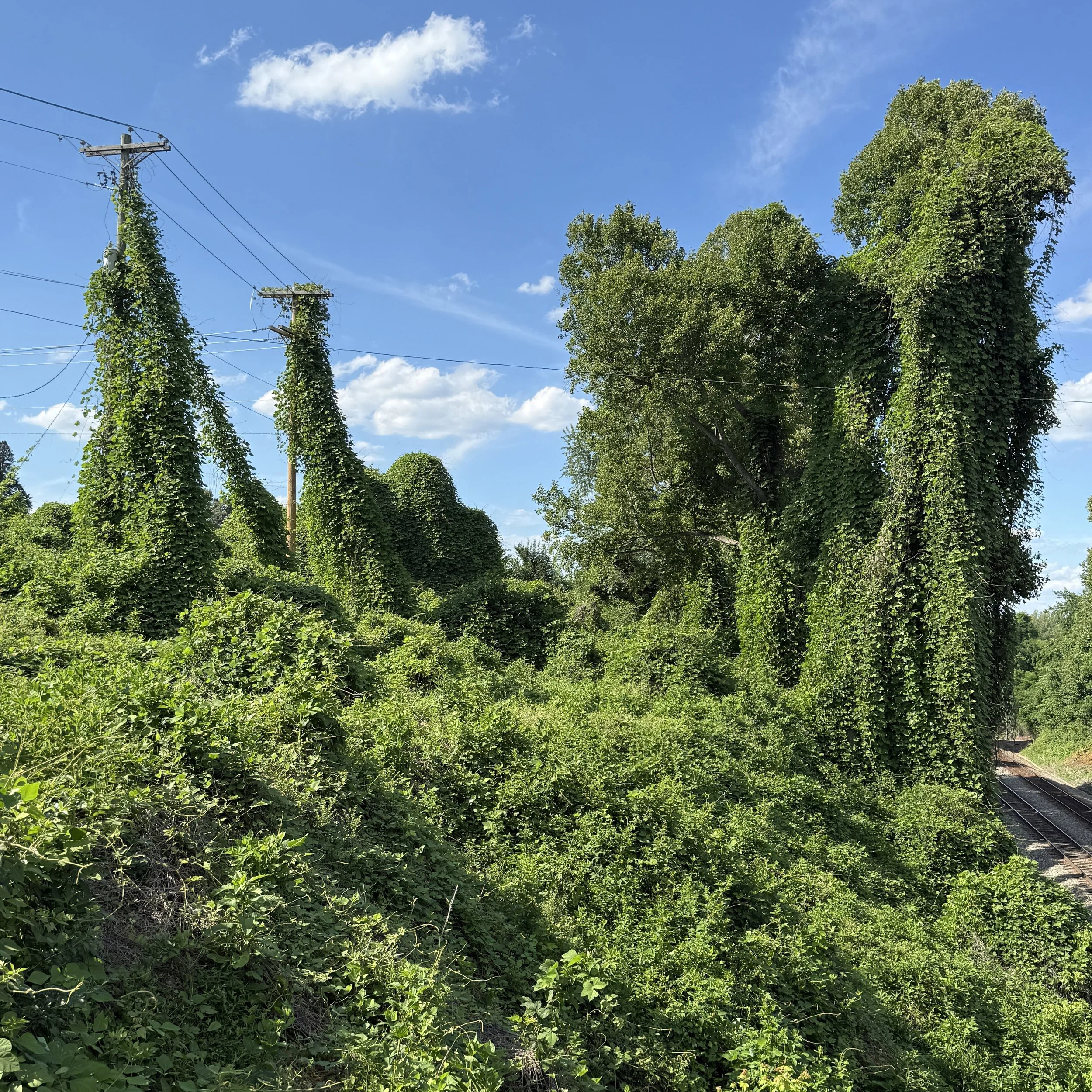 kudzu.jpg