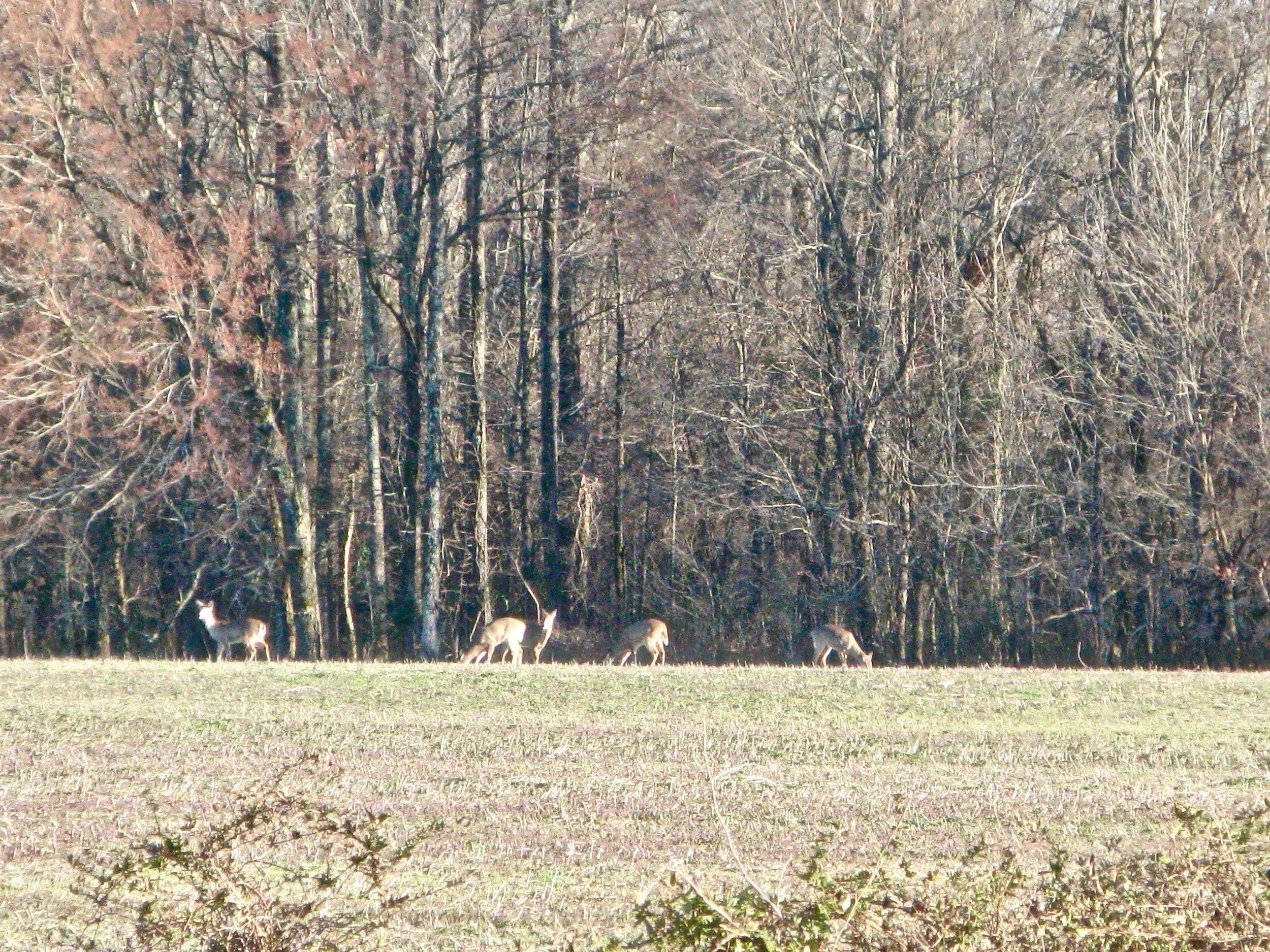 Field on the SE corner of Hwy 72 and 5.