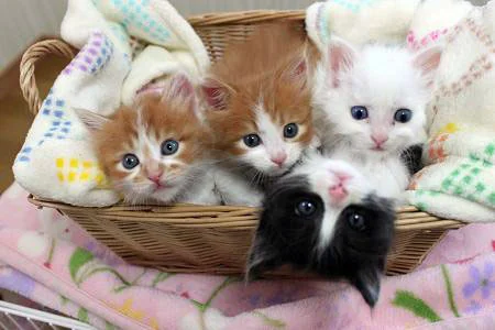 apf_kitten_shower.jpg