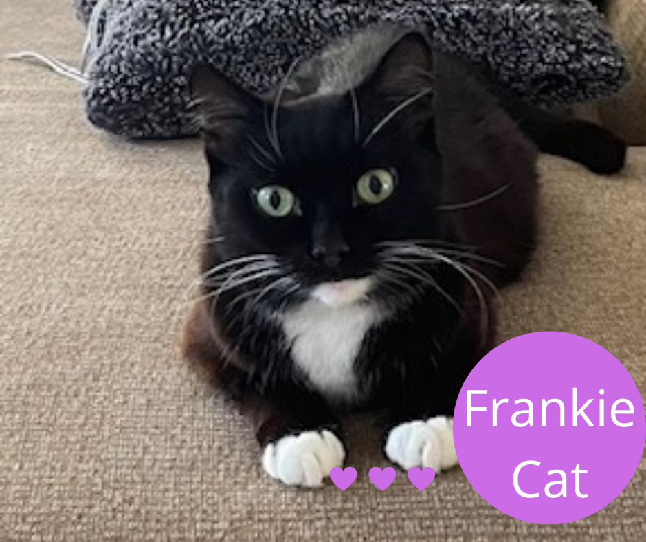 Frankie Cat.png