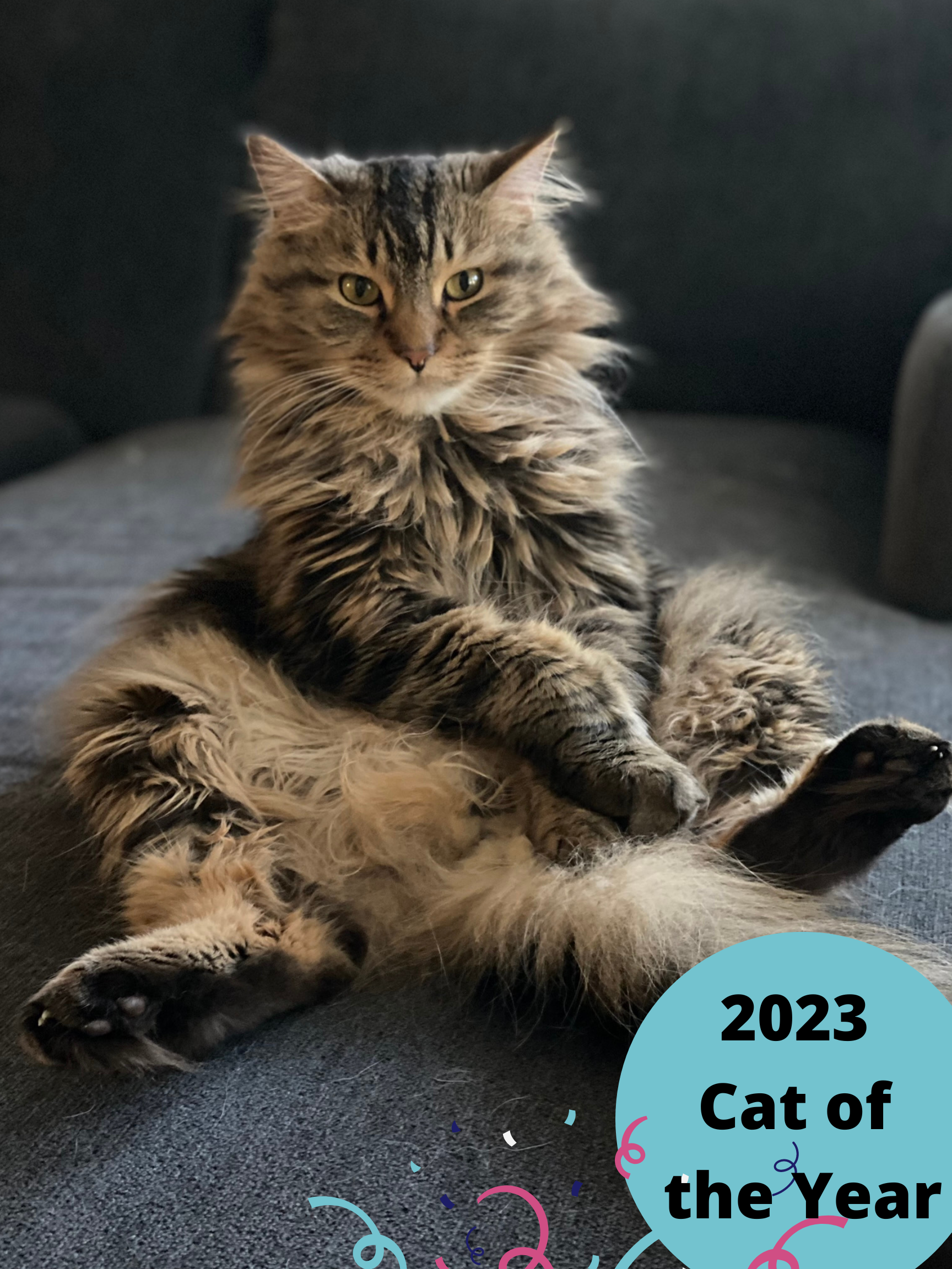 2023 Cat of the Year.png