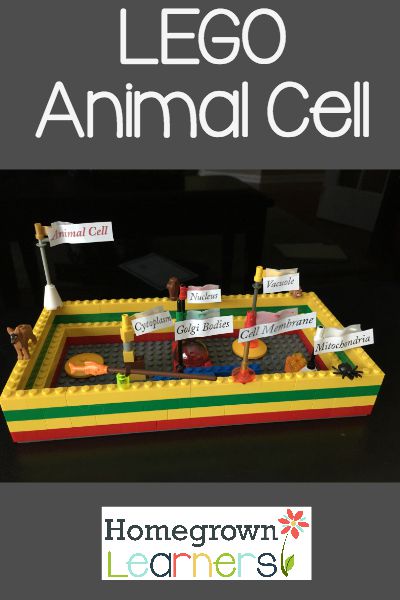 LEGO Animal Cell — Homegrown Learners