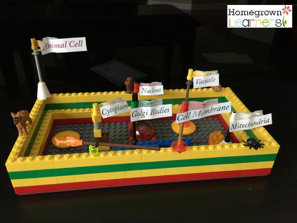 LEGO Animal Cell — Homegrown Learners