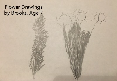 Flower Drawings to go with Miss Rumphius