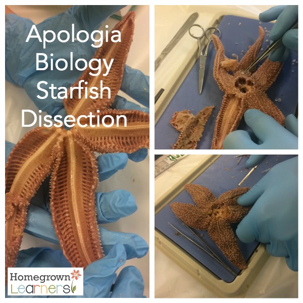 Homeschooling a 10th Grader: Apologia Biology Starfish Dissection
