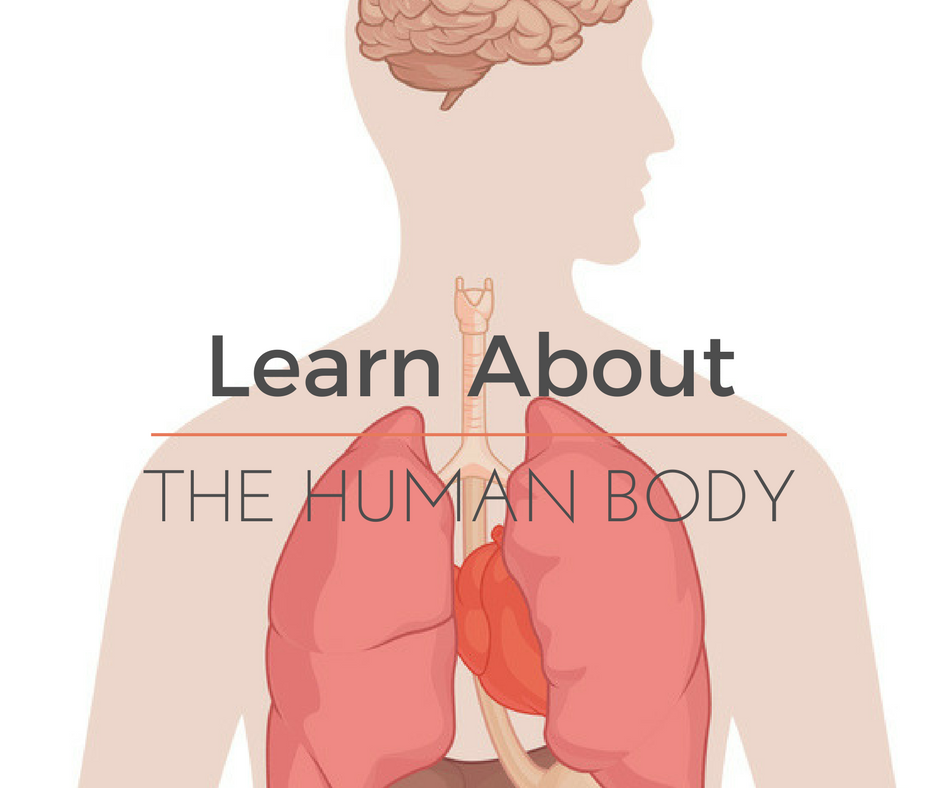 Learn About the Human Body